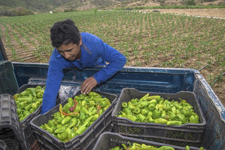 México logra cifra récord de 184 mdd en envío de alimentos al Reino Unido