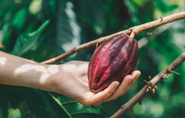 La industria del cacao beneficia a más de 45 mil familias mexicanas
