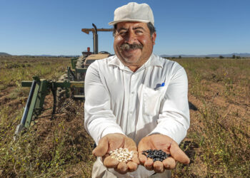 INIFAP fortalece la producción nacional de frijol con variedades mejoradas