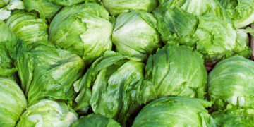 Trump impondrá aranceles a la lechuga mexicana tras brote de Cyclospora cayetanensis