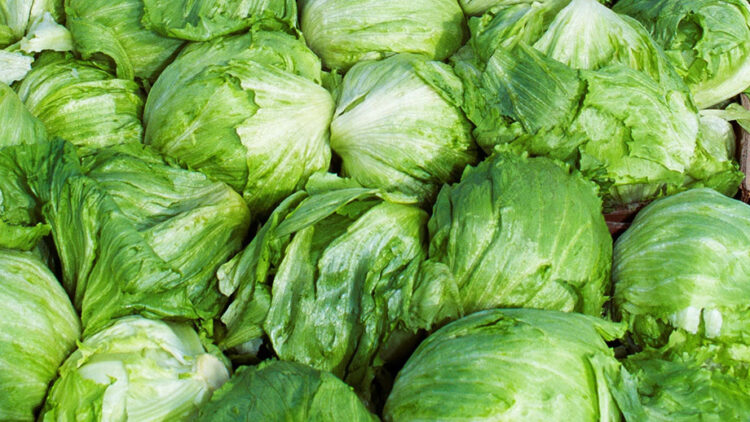 Trump impondrá aranceles a la lechuga mexicana tras brote de Cyclospora cayetanensis
