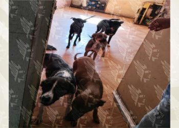 Rescata FGE a 13 caninos en condiciones de maltrato en la capital poblana