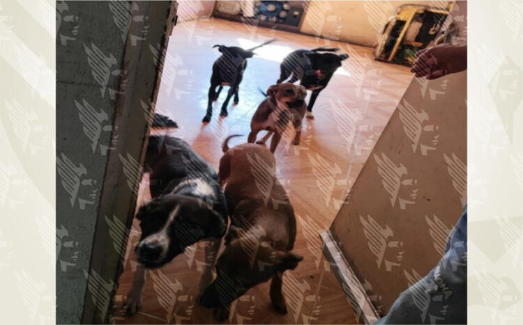 Rescata FGE a 13 caninos en condiciones de maltrato en la capital poblana