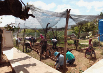 Huerto escolar de Loma Piedra Parada alcanza su sexta cosecha y fortalece la alimentación de las familias