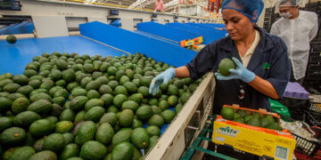 Exportación de aguacate mexicano a EUA se incrementa 35% en el primer cuatrimestre de 2026