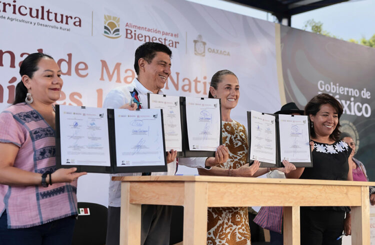 Presidenta Sheinbaum entrega apoyos de El maíz es la raíz a productores de Oaxaca