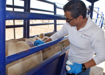 Senasica libera casi 15 millones de moscas estériles y fortalece estrategia contra el gusano barrenador en Chihuahua
